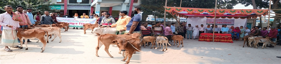 বকনা বাছুর বিতরণ