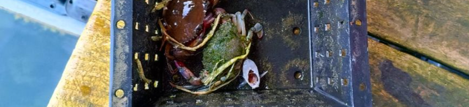 খোলস পরিবর্তনকৃত নরম কাঁকড়া