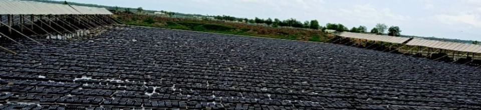 নরম কাঁকড়া খামার