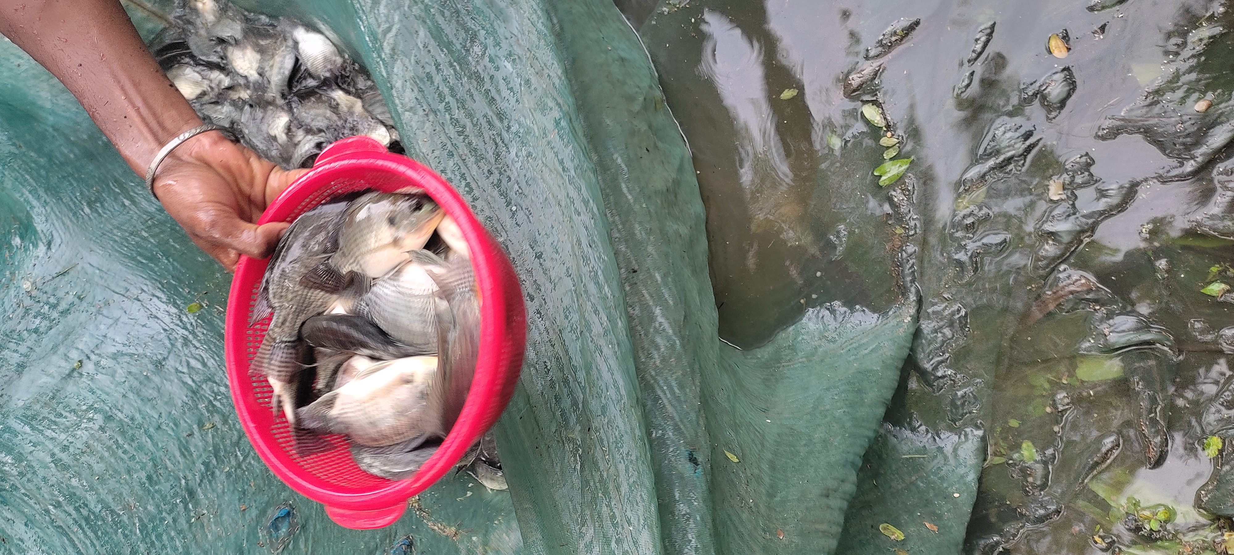 পরামর্শ প্রদান