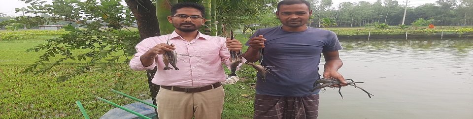 গলদা চিংড়ি প্রদর্শনী নমুনায়ন