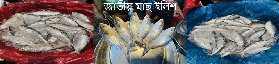 ইলিশ