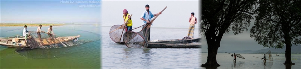 হাওড়ে মাছ ধরা