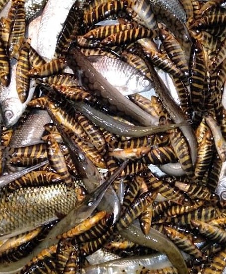 রাণী মাছ