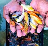 মৎস্যচাষের উপকরণ প্রাপ্তির তথ্য ও উৎস