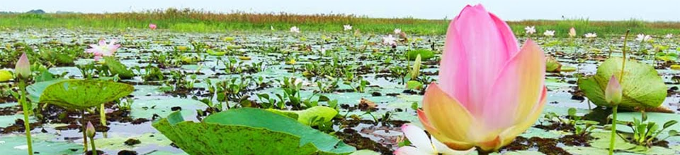 পদ্ম বিল