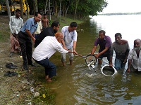 বুড়ির বাঁধ জলাশয়ে পোনামাছ অবমুক্তকরণ