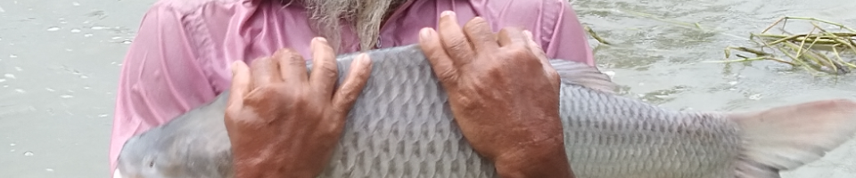 মৎস্য সপ্তাহ