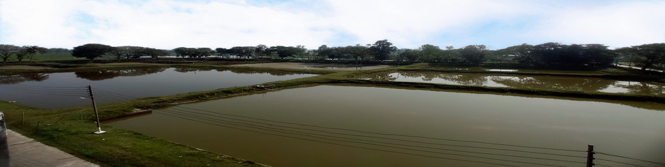 হ্যাচারী পুকুর