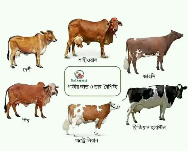 মৎস্য ও প্রাণিসম্পদ তথ্য দপ্তর আঞ্চলিক অফিস,ঢাকা