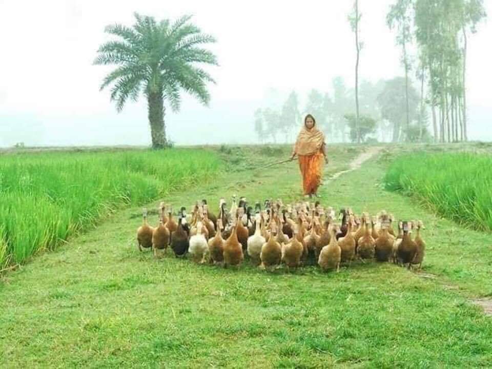 হাঁস পালন