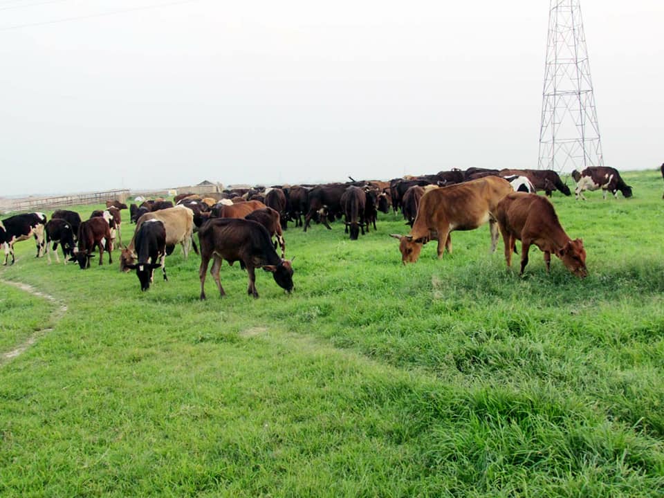 মাঠে গরু চরানো