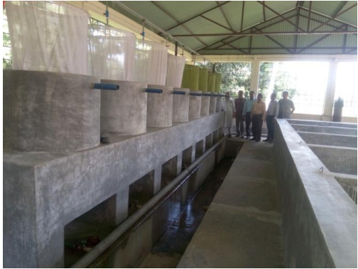 কার্প মাছের প্রণোদিত প্রজনন