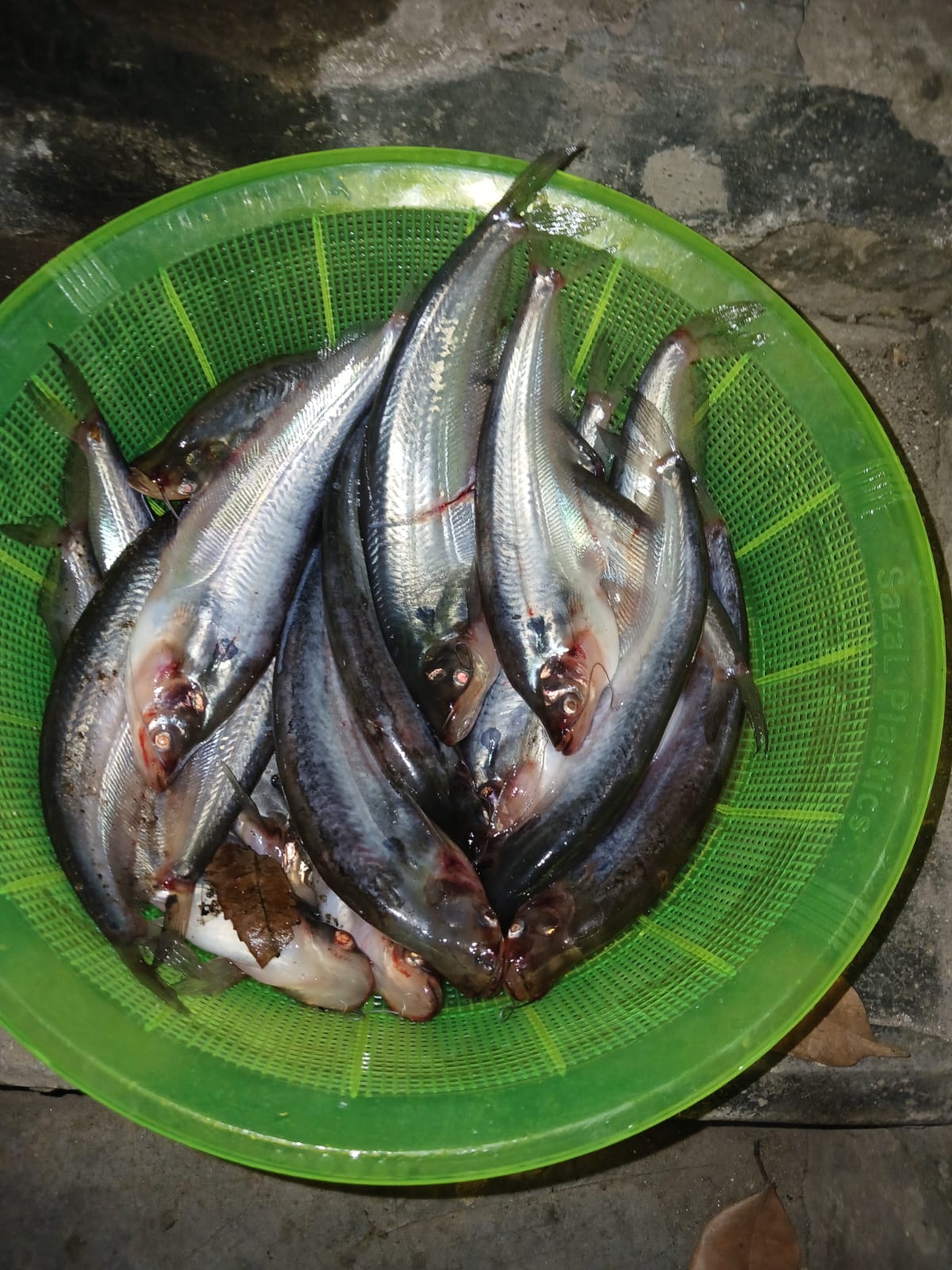 পাবদা মাছের রেনু ও পোনা উৎপাদন।