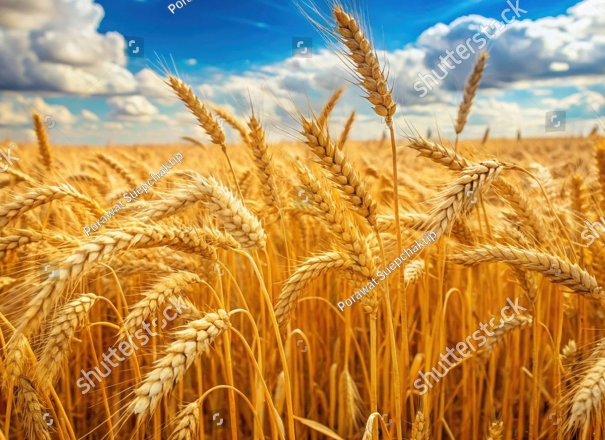 উপজেলা খাদ্য নিয়ন্ত্রকের কার্যালয়