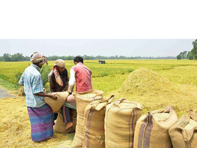 ধান তোলা ছবি