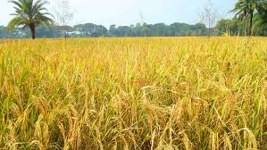 ধানের দৃশ্য
