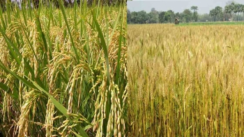 ব্যাকগ্রাউন্ড