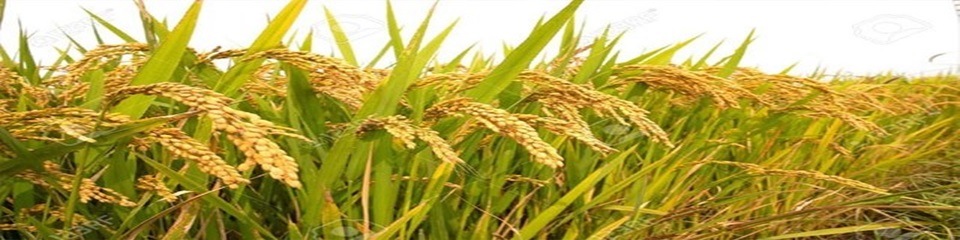 ধান ক্ষেতের ছবি