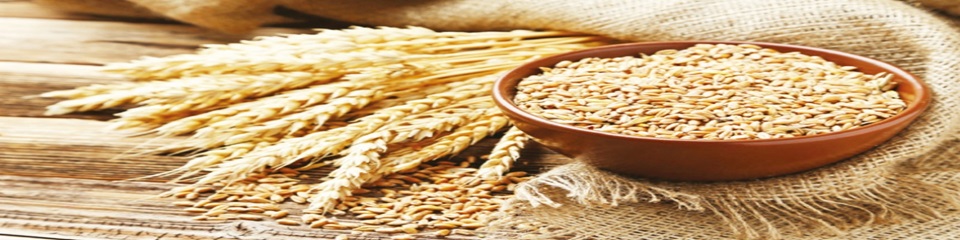 গমের ছবি