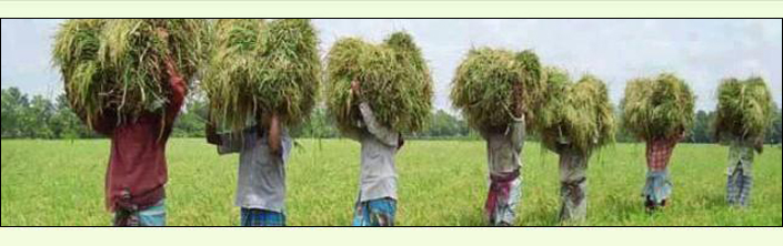 প্রতিটি উপজেলায় উপজেলা খাদ্যনিয়ন্ত্রকের কার্যালয় রয়েছে। এ কার্যালয় খাদ্যমন্ত্রণালয়ের খাদ্য বিভাগের আওতাধীন এবং জেলা খাদ্যনিয়ন্ত্রকের নিয়ন্ত্রণে পরিচালিত।