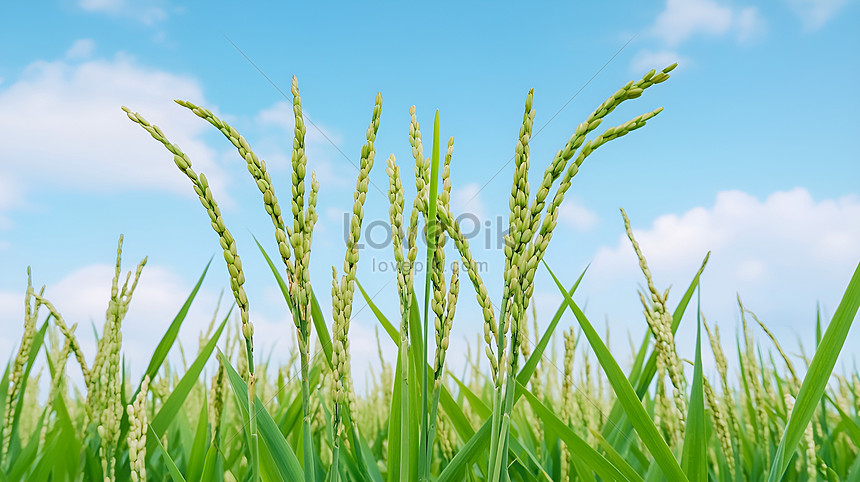 লবণাক্ত জমিতে ধানক্ষেতের সুন্দর্য