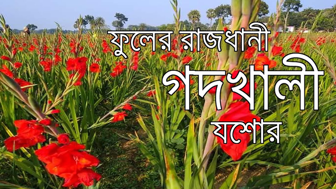 গদখালী ফুলের ছবি