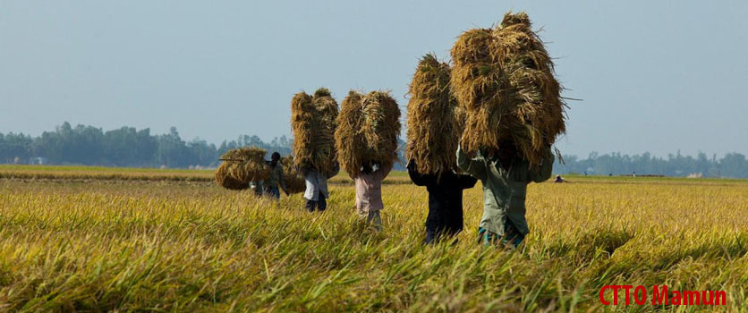 ব্যানার