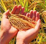 খাদ্যবান্ধব কর্মসূচী