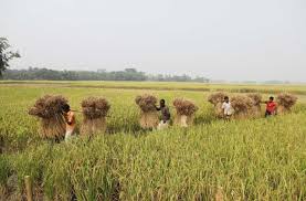 ফসলের মাঠ