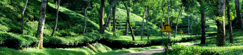 ব্যান্যার-৩