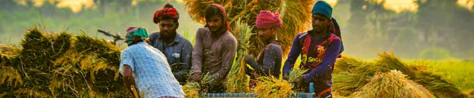 বোরো কৃষক