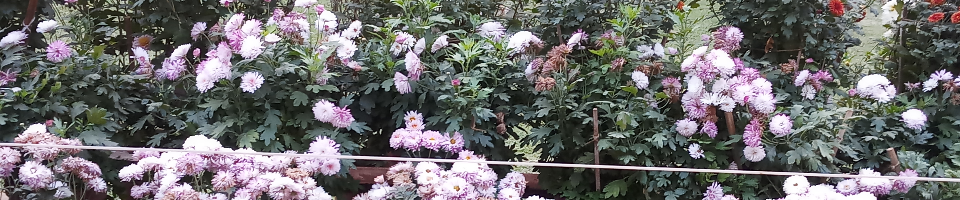 ব্যানার