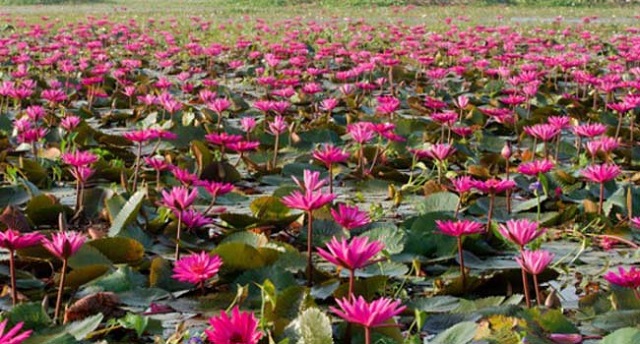 বাংলাদেশের জাতীয় ফুল