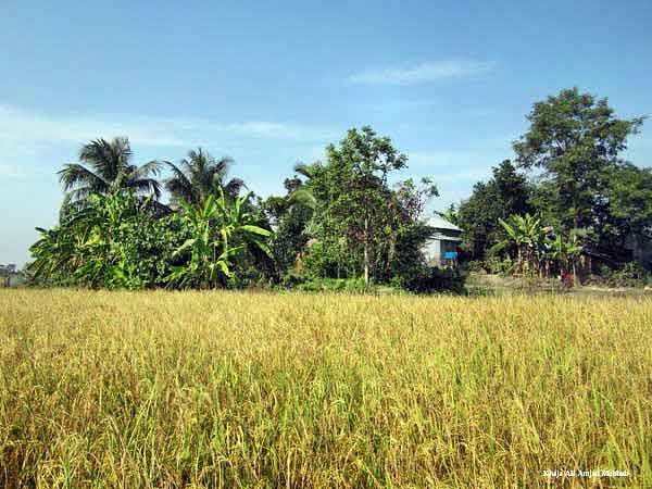 শ্যামল বাংলায় সোনালী ধান