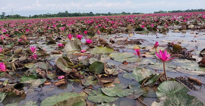 উপজেলা খাদ্য নিয়ন্ত্রকের কার্যালয়, শাহজাদপুর, সিরাজগঞ্জ।