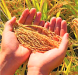 উপজেলা খাদ্য ‍নিয়ন্ত্রকের কার্যালয় শিবপুর, নরসিংদী