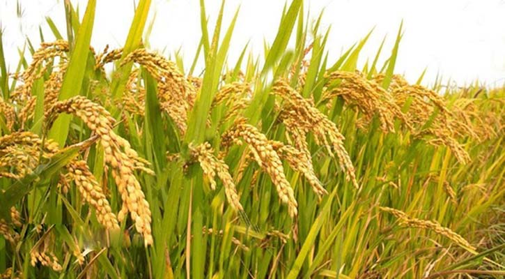 ব্যানার-১