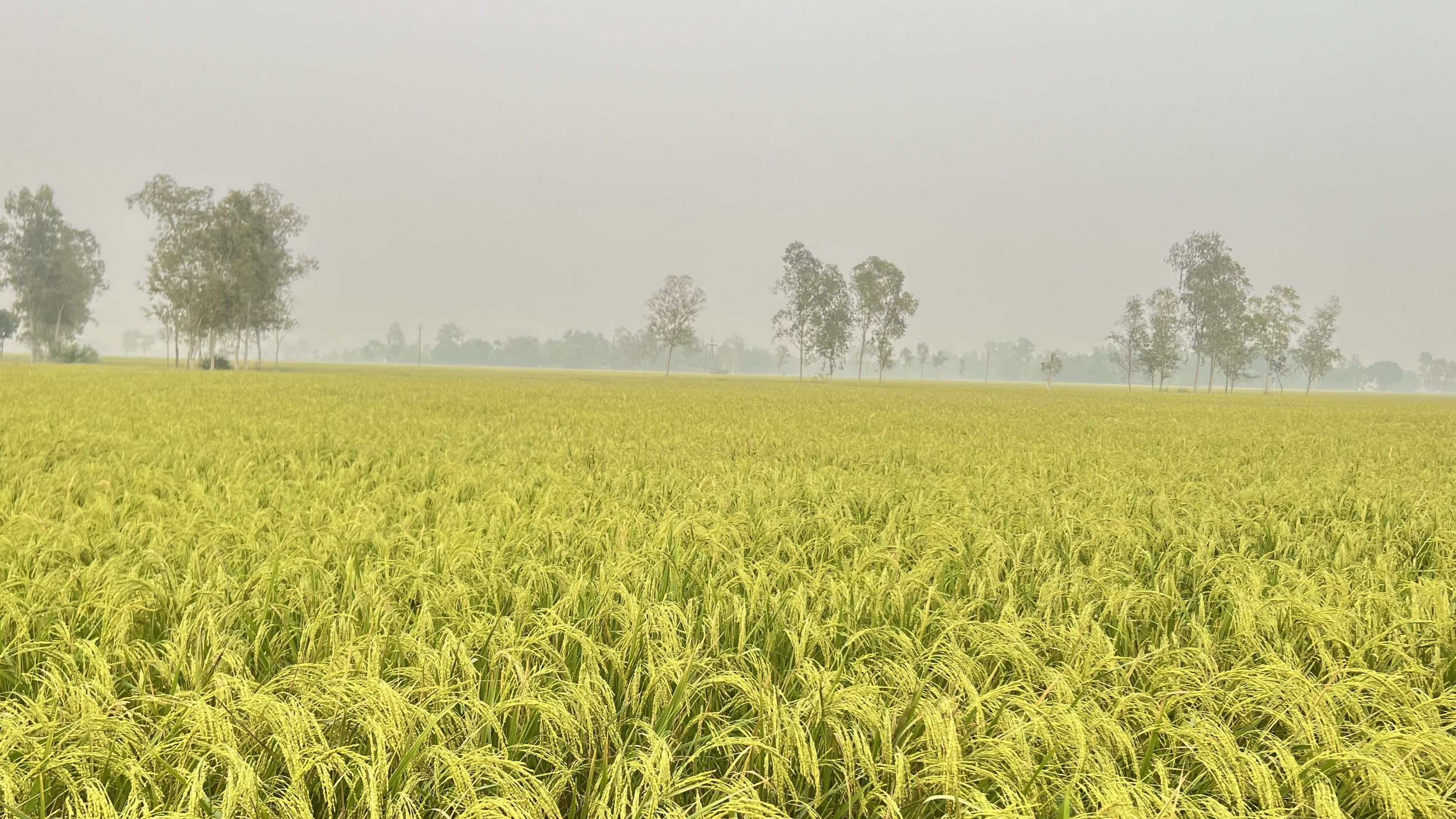 উপজেলা খাদ্য নিয়ন্ত্রকের কার্যালয়, ঠাকুরগাঁও সদর, ঠাকুরগাঁও