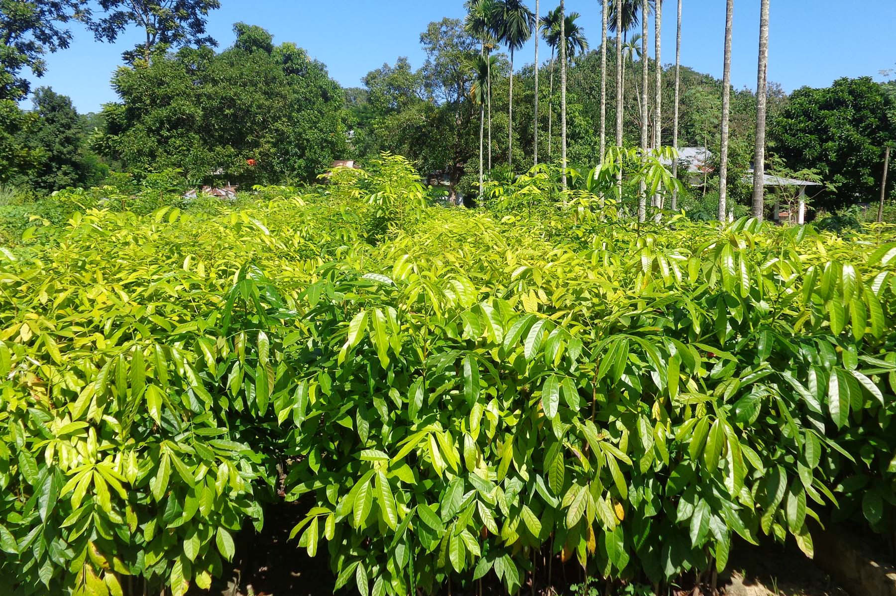 বান্দরবান বন বিভাগের উন্নয়ন মূলক কার্যক্রম 