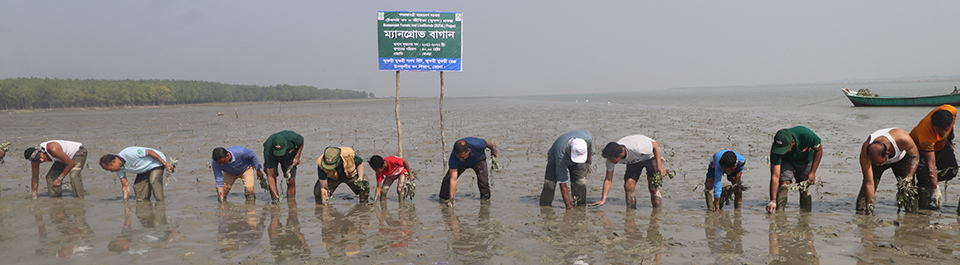 ম্যানগ্রোভ বনায়ন