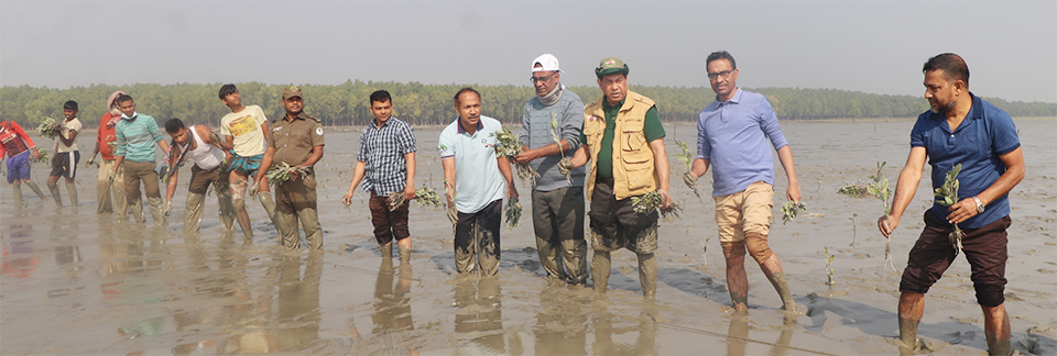 ম্যানগ্রোভ বনায়ন