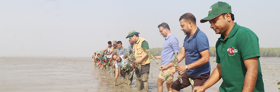 ম্যানগ্রোভ বনায়ন
