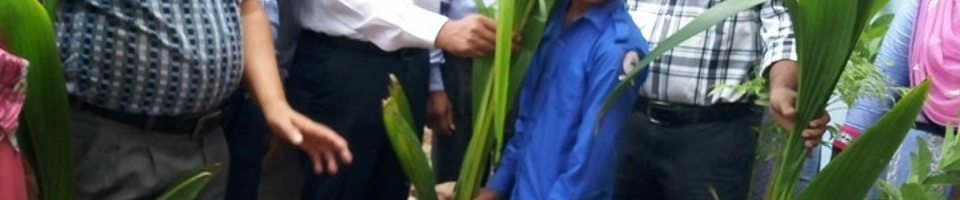 বিনামূল্যে চারা বিতরণ