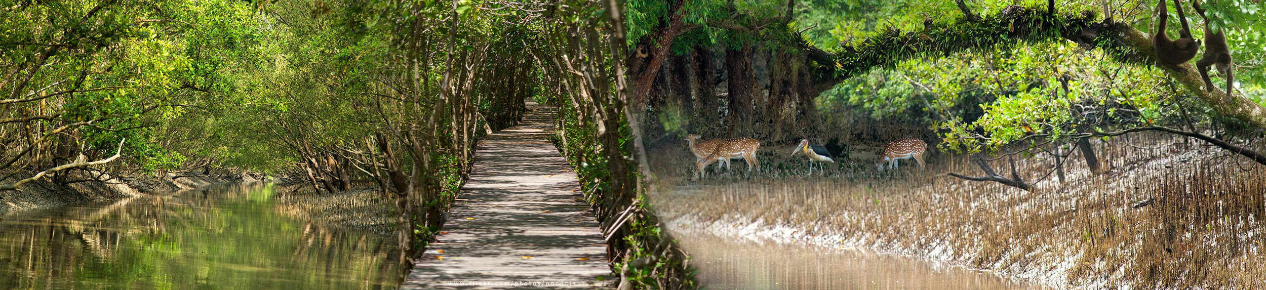 ব্যানার