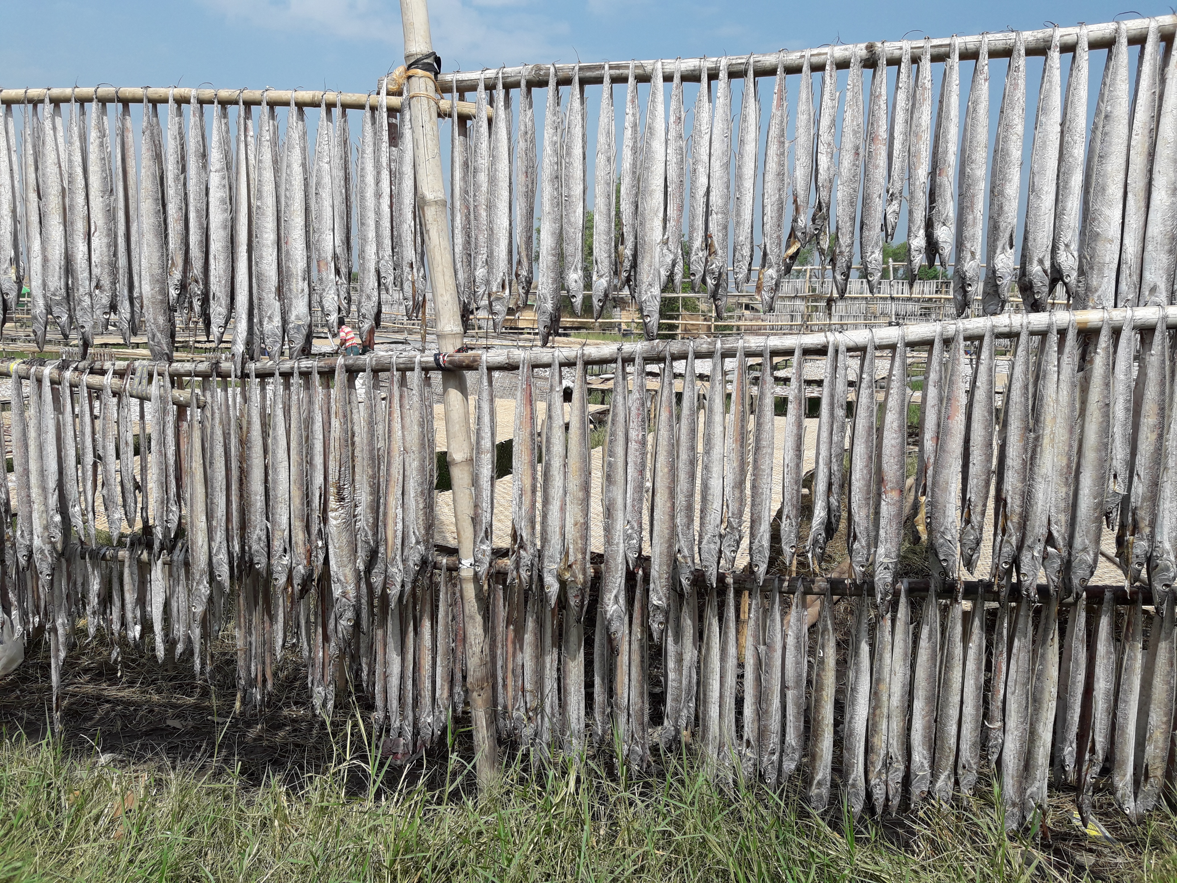 সুন্দরবনের ছবি