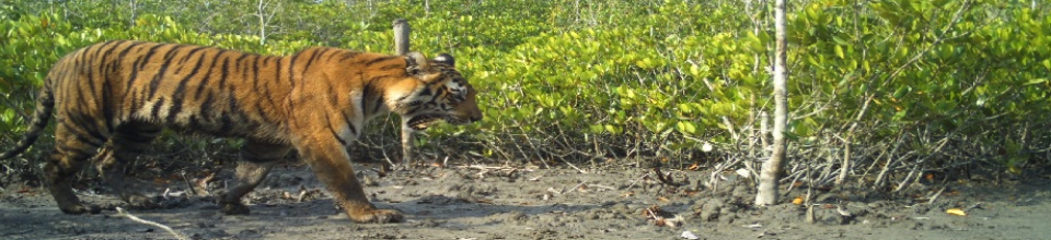 বাংলাদেশের ঐতিহ্য রয়েল বেঙ্গল টাইগার