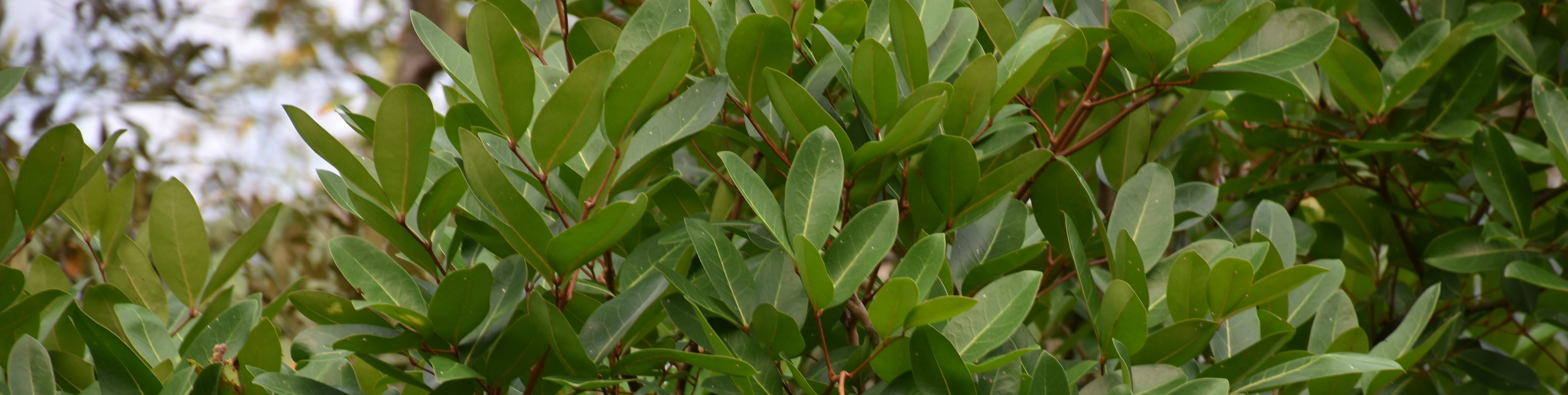 সুন্দরবনের গাছের পাতা