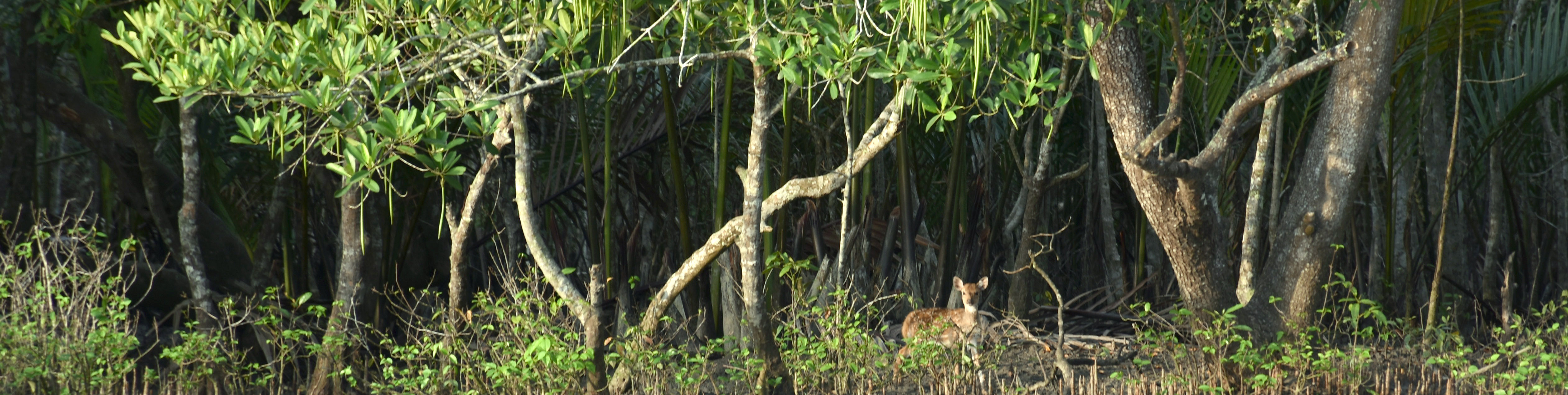 হরিণ শুয়ে