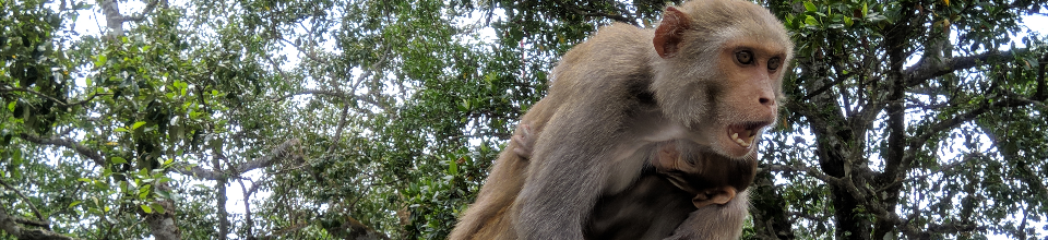 Monkey